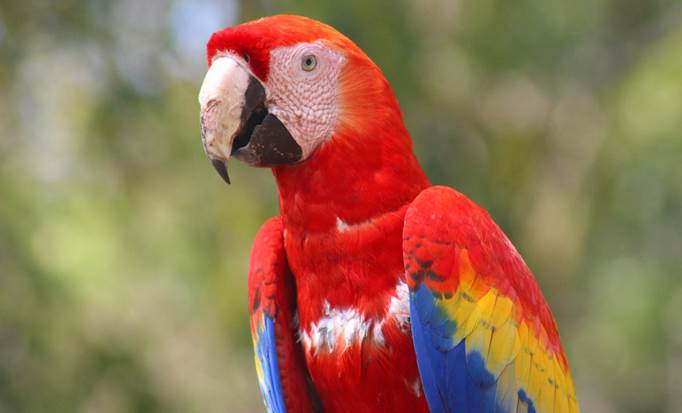 Gumbalimba Park and Island Tour